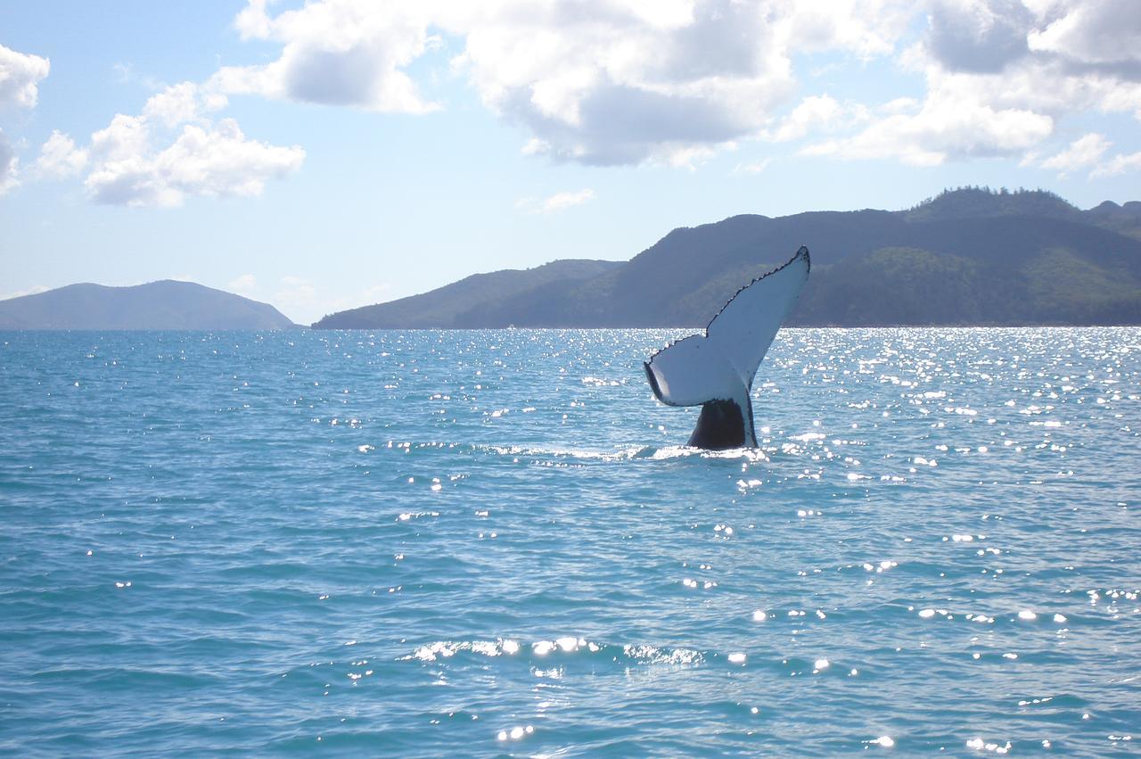 Marina View Apartment Airlie Beach Zewnętrze zdjęcie